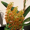 Polystachya paniculata in bloom and pregnant!-polystachya-paniculata2-jpg