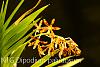 Dipodium paludosum-img_6801-jpg