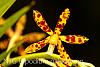 Dipodium paludosum-img_6822-jpg
