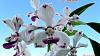 Vanda luzonica (on its 3rd bloom)-vanda-luzonica2-jpg