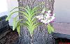 Vanda luzonica (on its 3rd bloom)-vanda-luzonica3-jpg