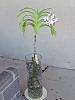 Vanda luzonica (on its 3rd bloom)-vanda-luzonica6-jpg