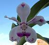 Vanda luzonica (on its 3rd bloom)-vanda-luzonica8-jpg