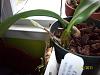 Bulbophyllum Louis Sander Blooms!-100_6817-jpg