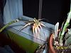 Bulbophyllum Louis Sander Blooms!-100_7362-jpg