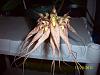 Bulbophyllum Louis Sander Blooms!-100_7379-jpg