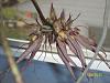 Bulbophyllum Louis Sander Blooms!-100_7396-jpg