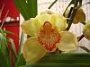 Cymbidium Mary Pinchess 'Del Rey' (In Bloom)-dsc00242-jpg