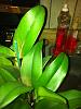 Pot Burana Beauty 'Buenaflor' - leaves in trouble-iphone-148-jpg