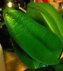 Pot Burana Beauty 'Buenaflor' - leaves in trouble-ipohone2-156-jpg