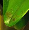 Pot Burana Beauty 'Buenaflor' - leaves in trouble-ipohone2-159-jpg