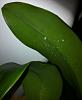 Pot Burana Beauty 'Buenaflor' - leaves in trouble-ipohone2-161-jpg
