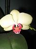Picture of your noid phals-011-jpg
