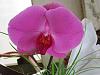 Picture of your noid phals-img_1260-jpg