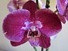 Picture of your noid phals-img_1814-jpg