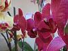 Picture of your noid phals-img_1978-jpg