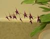 Lepanthopsis astrophora 'Stalky'-001-jpg