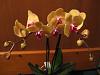 Picture of your noid phals-001-jpg