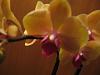 Picture of your noid phals-002-jpg