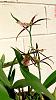 Miltassia shelob 'Red Spider' ( in bloom )-miltassia-shelob-red-spider3-jpg