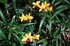Cattleytonia Hybrids - Pg. 2-lctna-flying-colors-mendenhall-8-05-ctr-holmes-jpg