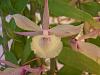 out of season but lol just in thime for christmas anyway...dendrobium Pierardii-400-jpg