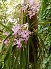 Neostylis Lou Sneary &quot;mounted&quot;-neostylis-lou-sneary-lynnette-jpg
