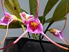 Is Masdevallia glandulosa difficult to grow?-mg2-jpg