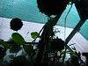 some pics of my greenhouse-010-jpg