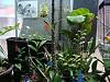 some pics of my greenhouse-012-jpg