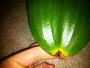 Phal with one yellow leaf and yellow on leaf tips, help!-photo-1-jpg