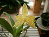 Phalaenopsis pallens-pallens-jpg