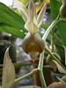 Catasetum fuchsii-fuchsii-wabbitt-2-jpg