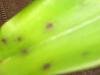 Cattleya brown spots dilemma-img_0413-jpg