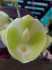 catasetum penang (ctsm susan fuch x catasetum pileatum 'green gold)-pileatumxsf-jpg