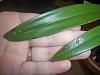 Help me out with my  epilaeliocattleya.-pixofplants-015-jpg