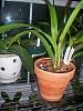 Help me out with my  epilaeliocattleya.-littleoneface-029-jpg