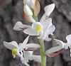 Ludisia discolor (Black Jewel orchid) in bloom-ludisia-discolor-black-jewel-orchid-2-jpg