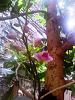 Phalaenopsis with small flower?-img1461-jpg