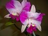 Cattlianthe (Ctt.) Pink Reflections - Update, New blooms!-newblooms-053-jpg