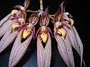 Bulbophyllum longissimum-bulbophyllum-longissimum-jan-2012-2-jpg