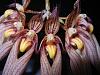 Bulbophyllum longissimum-bulbophyllum-longissimum-jan-2012-3-jpg