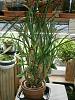 Spotled Cattleya, Oncidium Sharry Baby and Maxillaria Tenuifolia-maxillaria-tenuifolia-1-jpg
