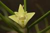 Dendrobium clavator-img_1400_small-jpg