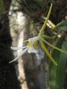 Epidendrum Nocturnum-img_1588-jpg