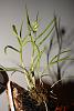 Dendrobium clavator-img_1315_small-jpg