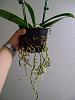 Repotting My Phalaenopsis-phal-roots-jpg