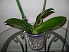 Repotting My Phalaenopsis-phalaenopsis-jpg