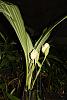 Anguloa uniflora-anguloa-uniflora-3-jpg