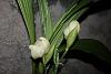 Anguloa uniflora-anguloa-uniflora-4-jpg